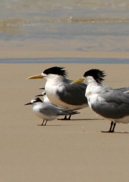 little_tern_with_crested_terns-jpg.1374