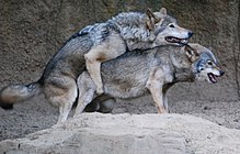 220px-Korean_wolves_mating_(cropped)(1).jpg