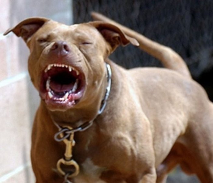 angry-pit-bull-2-teeth-92f1240bfd113053-822236601.jpg