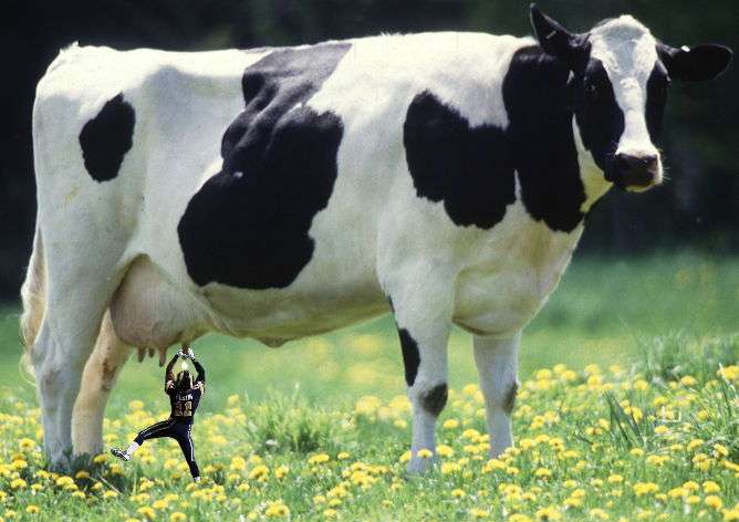 austin cow.jpg