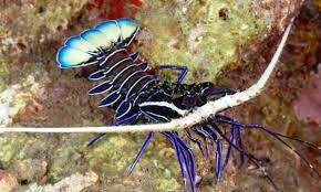 Blue-Spiny-Lobster(1).jpg