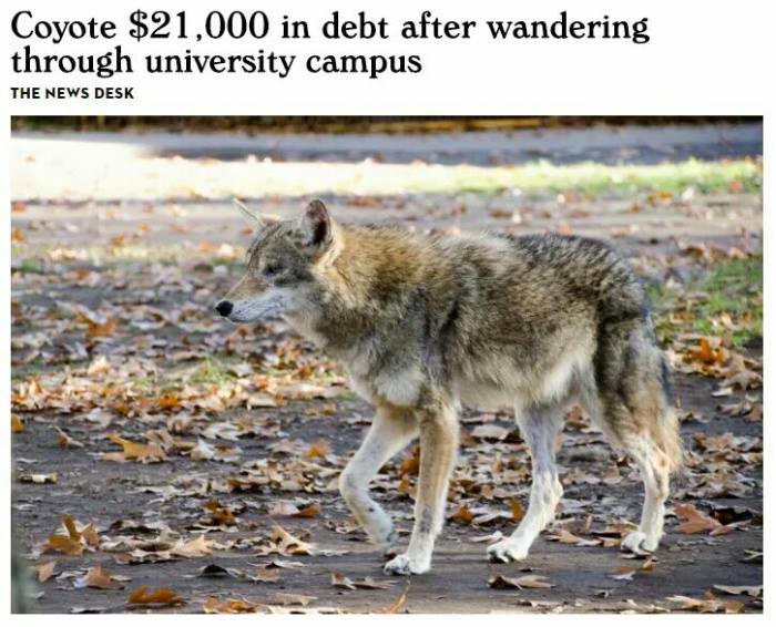coyote in debt.jpg
