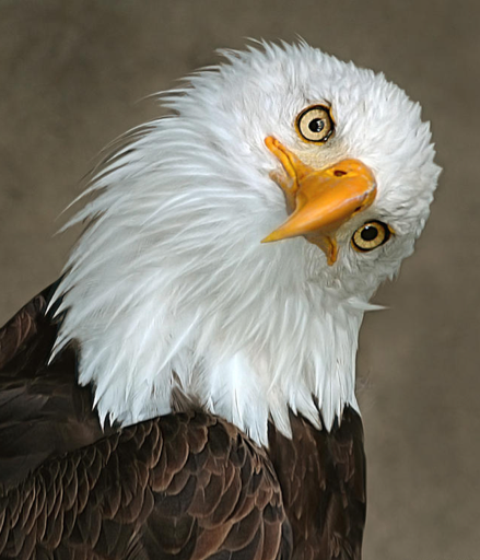 eagle_puzzled.png