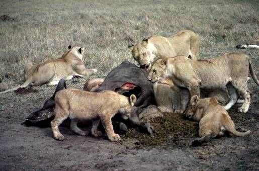 Lions-Feeding.jpg