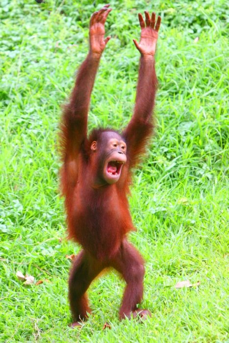 orangutan-with-hands-in-the-air-colored.jpg