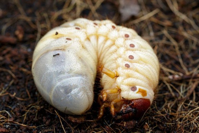 pests_beetles_grubs-768x512.jpg