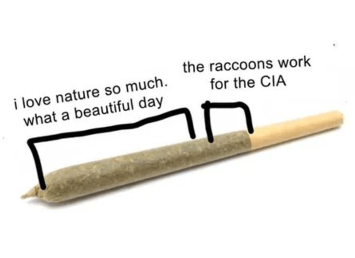 raccoons-work-love-nature-so-much-beautiful-day-cia.png