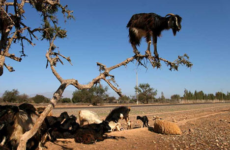 tree-goats.jpg